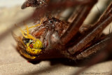 Nursery Web Spider with Prey