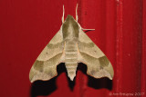 Virginia Creeper Sphinx
