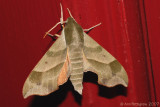 Virginia Creeper Sphinx