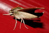 Virginia Creeper Sphinx