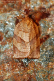 Moth sp.