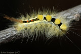 White-marked Tussock Moth Caterpillar