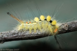 White-marked Tussock Moth Caterpillar