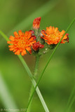 Orange Hawkweed