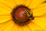 Flower Fly (Eristalis tranversa)