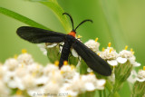 Grapeleaf Skeletonizer Moth