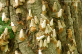 Gypsy Moth Swarm