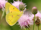 Orange Sulphur - Male