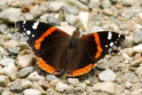 Red Admiral