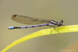 Variable Dancer - Male