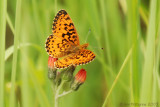 Silver-bordered Fritillary