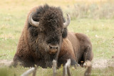 Bull Bison