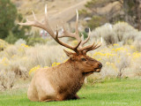 Bull Elk