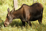 Cow Moose