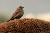 Cowbird on Bison