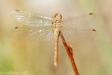 Variegated Meadowhawk