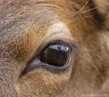 Elks Eye