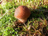 Lycoperdon nigrescens