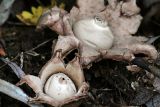 Geastrum triplex (Collared Earthstar.)
