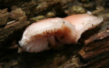 Rhodotus palmatus.(Apricot Fungus)