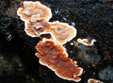 Serpula lacrymans ( Dry Rot .)
