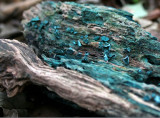 Chlorociboria aeruginascens.