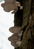 Pleurotus ostreatus( Oyster-Mushroom).