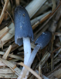 Coprinus cinereus.