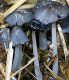 Coprinus cinereus.