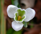 inside a snowdrop