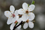 Blackthorn Blossom.