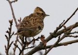 woodlark