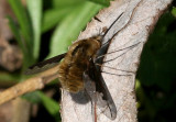 Bee-fly.