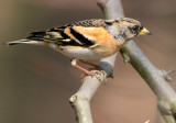 brambling1.jpg