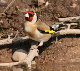 GOLDFINCH2.jpg