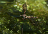 Crane fly.