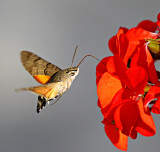 Hummingbird Hawkmoth.jpg