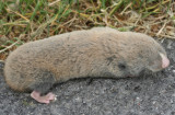 Mole Rat.