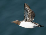 Guillemot.jpg