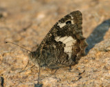 Rock Grayling.jpg