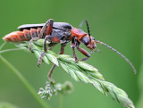 soldier beetle sp.jpg