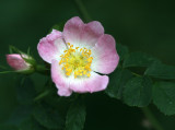 Dog Rose