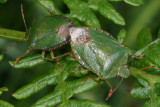 Green Shield Bug.
