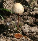 Conocybe siennophylla.