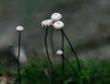 Marasmius rotula.