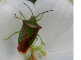 Hawthorn Shieldbug.jpg