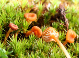 Rickenella fibula (orange moss agaric)