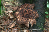 Scaly Tooth (Sarcodon imbricatus.)