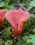 Tremiscus helvelloides (Salmon salad)