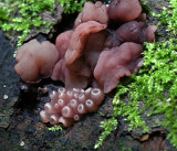 Neobulgaria pura(Beech jellydisc .)